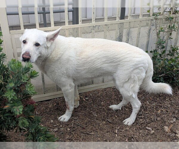 Medium Photo #1 German Shepherd Dog-Great Pyrenees Mix Puppy For Sale in Corona, CA, USA