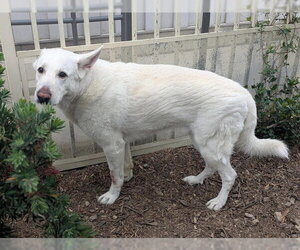 German Shepherd Dog-Great Pyrenees Mix Dogs for adoption in Corona, CA, USA
