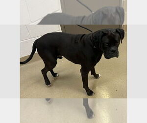 Boxer Dogs for adoption in Austin, TX, USA