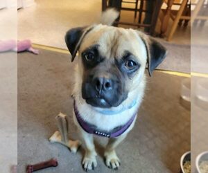 Pug-Unknown Mix Dogs for adoption in Spring Lake, NC, USA
