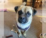 Small Pug Mix