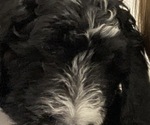 Small Photo #4 Sheepadoodle Puppy For Sale in CONROE, TX, USA