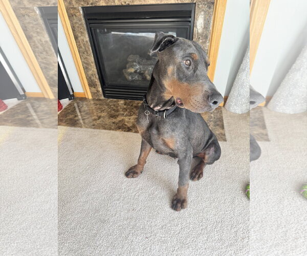 Medium Photo #8 Doberman Pinscher Puppy For Sale in Minneaoplis, MN, USA
