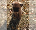 Small Photo #22 Buggs Puppy For Sale in AFTON, WY, USA