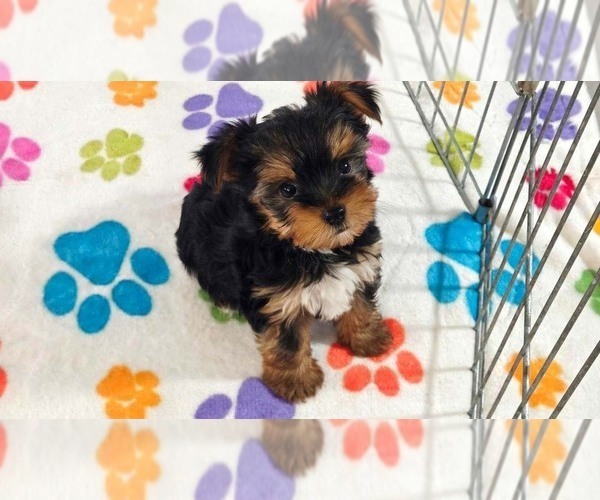 Medium Photo #2 Yorkshire Terrier Puppy For Sale in ORO VALLEY, AZ, USA