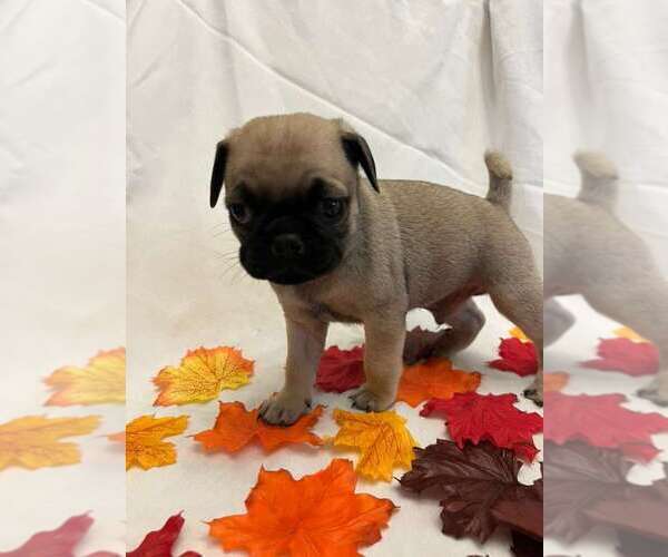 Medium Photo #2 Pug Puppy For Sale in BRIDGEWATER, VA, USA