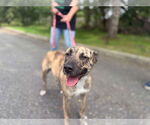 Small #3 Mountain Cur Mix