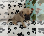 Small #1 Mutt