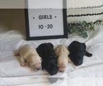 Small Photo #9 Goldendoodle Puppy For Sale in CAPON BRIDGE, WV, USA