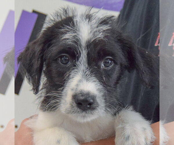 Medium Photo #5 Mutt Puppy For Sale in Huntley, IL, USA