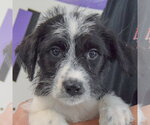 Small #4 Mutt