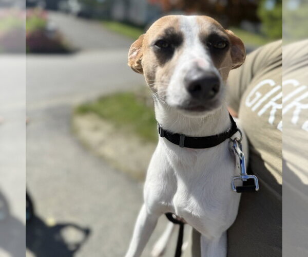 Medium Photo #13 Mutt Puppy For Sale in Oak Bluffs, MA, USA