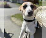 Small Photo #13 Mutt Puppy For Sale in Oak Bluffs, MA, USA
