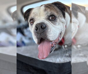 Bulldog-Unknown Mix Dogs for adoption in San Jose, CA, USA