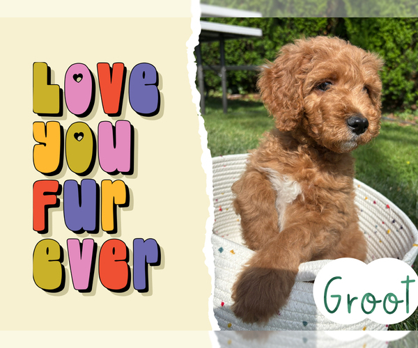 Medium Photo #6 Goldendoodle Puppy For Sale in BLUEFIELD, WV, USA