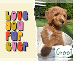 Puppy 5 Goldendoodle