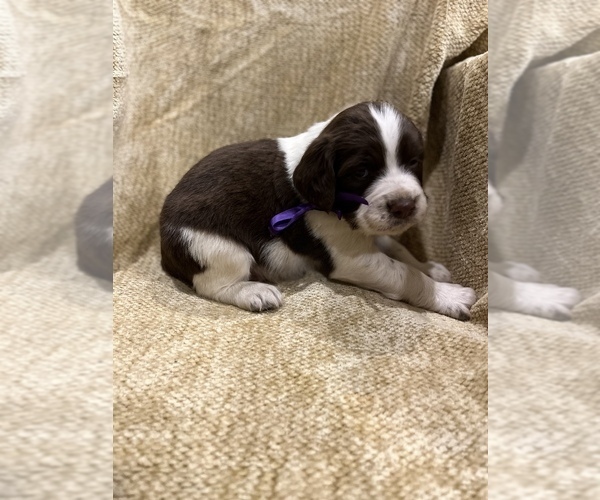 Medium Photo #14 English Springer Spaniel Puppy For Sale in JEANNETTE, PA, USA