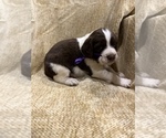 Small Photo #14 English Springer Spaniel Puppy For Sale in JEANNETTE, PA, USA