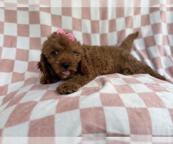 Medium Photo #5 Cavapoo (Miniature) Puppy For Sale in LAKELAND, FL, USA