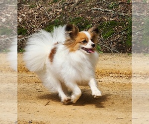 Mother of the Papillon puppies born on 05/12/2023
