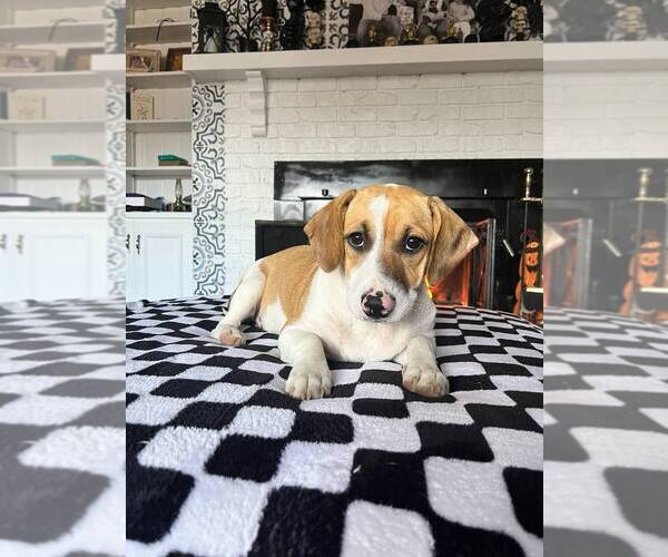 Medium Photo #2 Basset Hound-Unknown Mix Puppy For Sale in garner, NC, USA