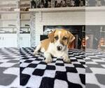 Small #1 Basset Hound Mix