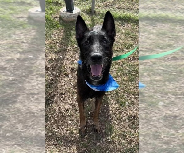 Medium Photo #14 Mutt Puppy For Sale in Imlay City, MI, USA