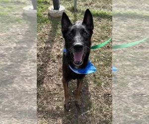 Ramsey- located in NM - Male Mutt Dog for Adoption - Photo #14
