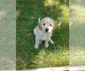 Goldendoodle Puppy for sale in TULSA, OK, USA