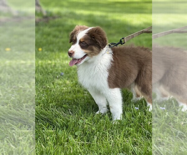 Medium Photo #3 Australian Shepherd Puppy For Sale in SANDUSKY, OH, USA