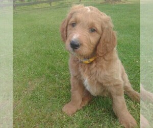 Goldendoodle Puppy for sale in GREENCASTLE, PA, USA