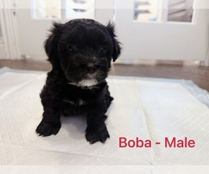 Mal-Shi Puppy for sale in PLANO, TX, USA