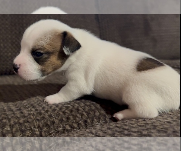 Medium Photo #11 Jack Russell Terrier Puppy For Sale in ALTOONA, FL, USA