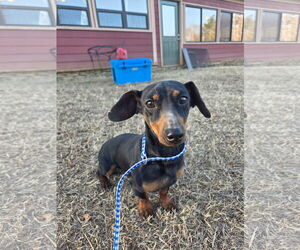 Dachshund Dogs for adoption in Croydon, NH, USA
