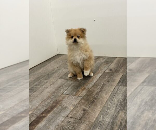 Medium Photo #1 Pomeranian Puppy For Sale in INDIANAPOLIS, IN, USA