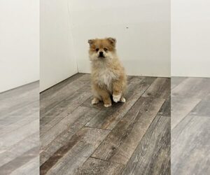 Pomeranian Puppy for sale in INDIANAPOLIS, IN, USA