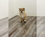 Small Pomeranian