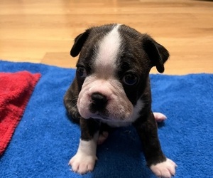 Boston Terrier Puppy for sale in BURLESON, TX, USA