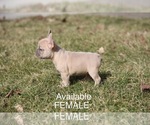 Small Photo #10 French Bulldog Puppy For Sale in MEDINA, OH, USA