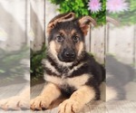 Small Photo #2 German Shepherd Dog Puppy For Sale in MOUNT VERNON, OH, USA