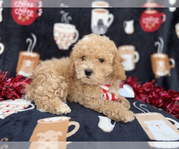 Medium Photo #7 Bichpoo Puppy For Sale in LAKELAND, FL, USA