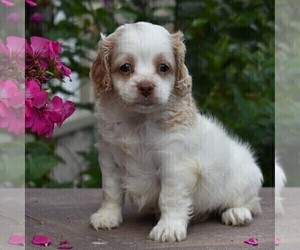 Cockapoo-Poodle (Miniature) Mix Puppy for sale in MILLERSBURG, PA, USA