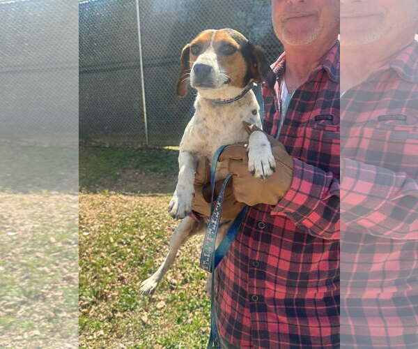 Medium Photo #1 Beagle-Unknown Mix Puppy For Sale in Westwood, NJ, USA