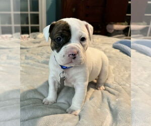 Bull-Boxer Dogs for adoption in Holly Springs, NC, USA