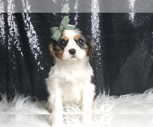 Cavalier King Charles Spaniel Litter for sale in WARSAW, IN, USA