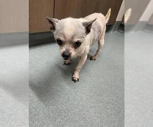 Chihuahua Dogs for adoption in Baytown, TX, USA