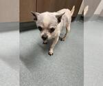 Small Chihuahua