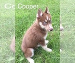 Small Photo #1 Siberian Husky Puppy For Sale in DEARBORN, MO, USA