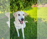 Small #1 Labrador Retriever Mix