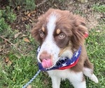 Small #5 Miniature Australian Shepherd